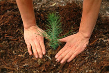 Pet Cremation Ash Donation | Living Memorial | Nourish Local Tree Planting Efforts With Your Transformed Pet Cremation Ash